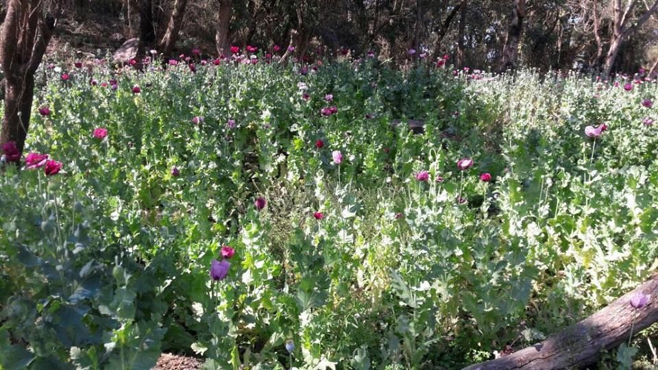 #BoletínFGE | Destruye Fiscalía de Jalisco 96 mil plantas de amapola en Cocula